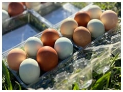 heritage hen rainbow eggs