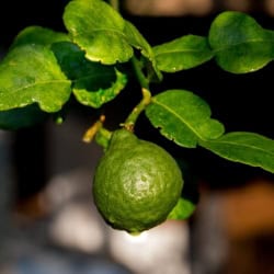 natural way to support cholesterol levels