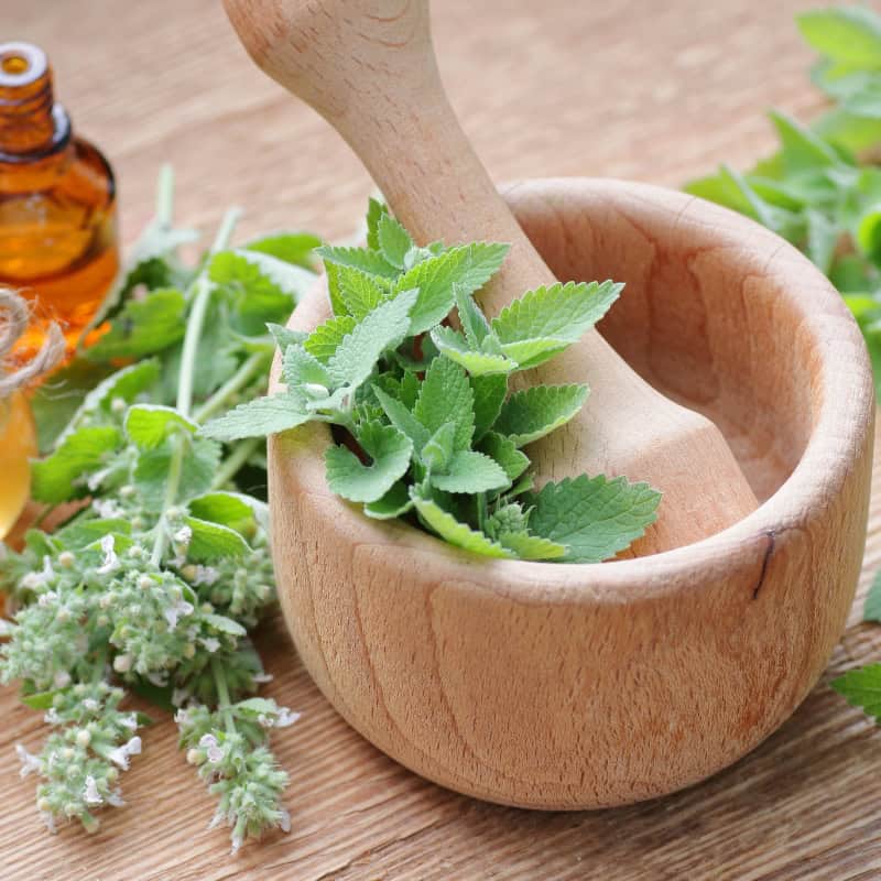 lemon balm supports mental well-being