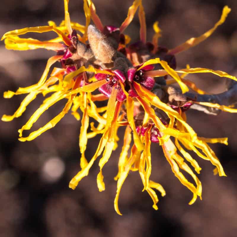 Soothing Skin With Witch Hazel