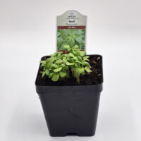 Organic live basil plants